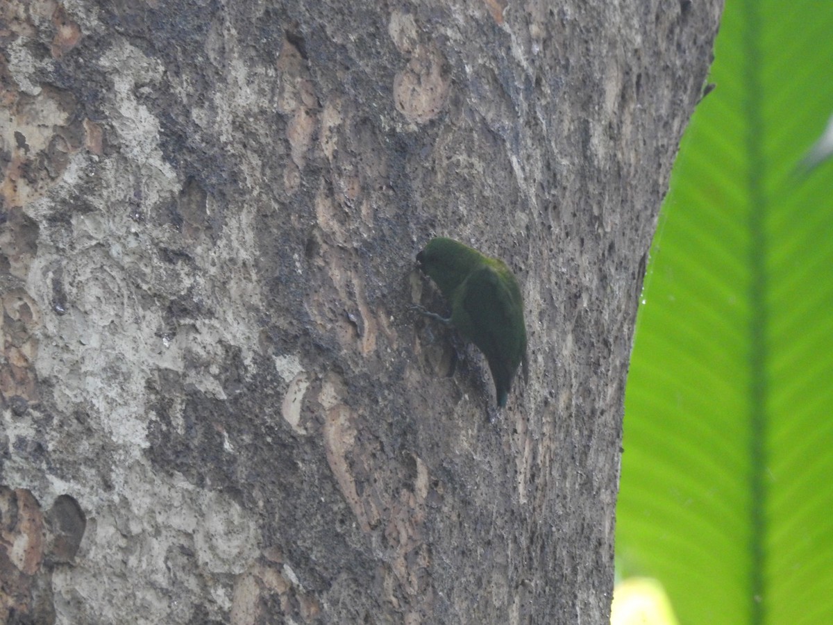 Finsch's Pygmy-Parrot - Devon DeRaad