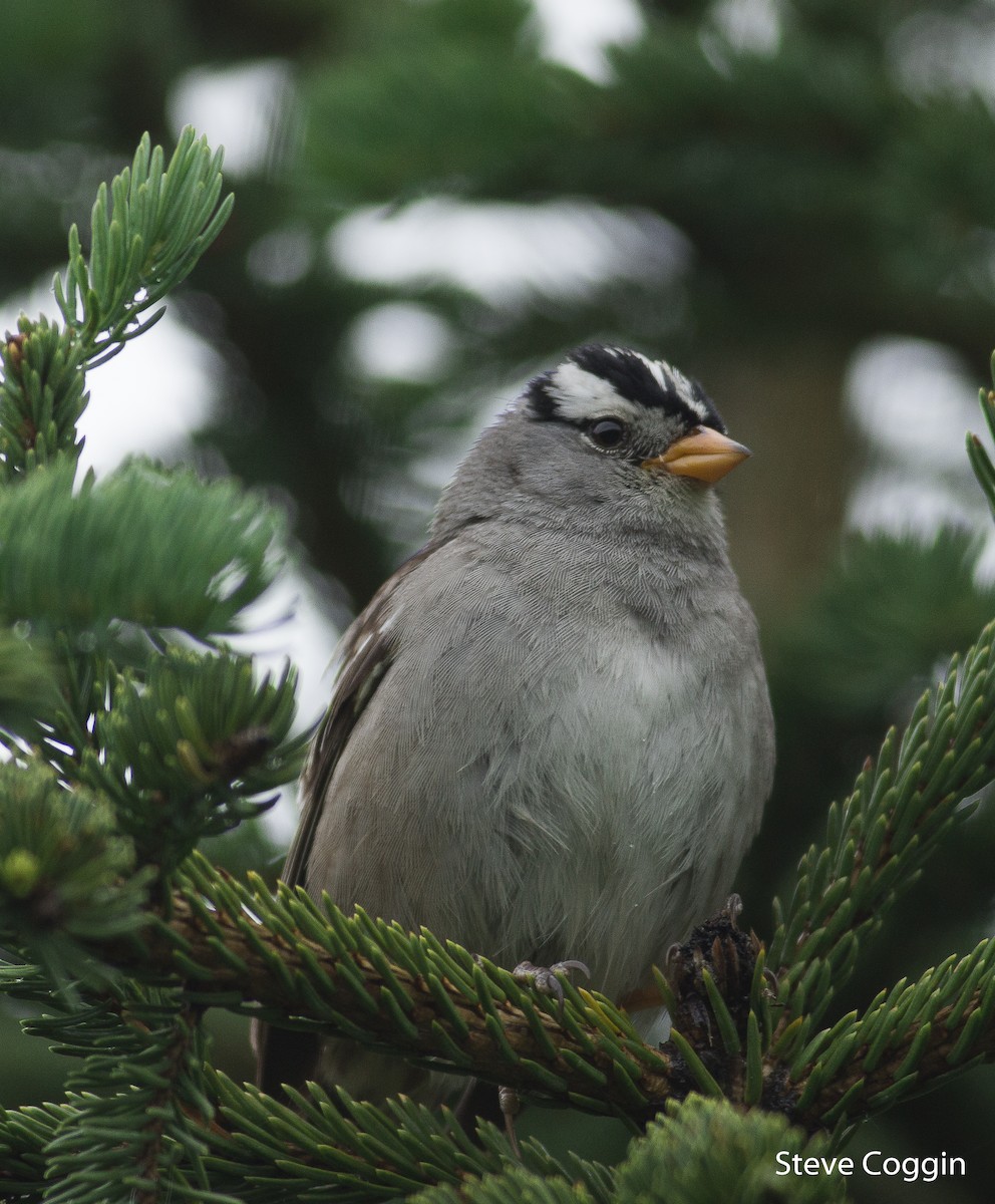 White-crowned Sparrow - Steve Coggin