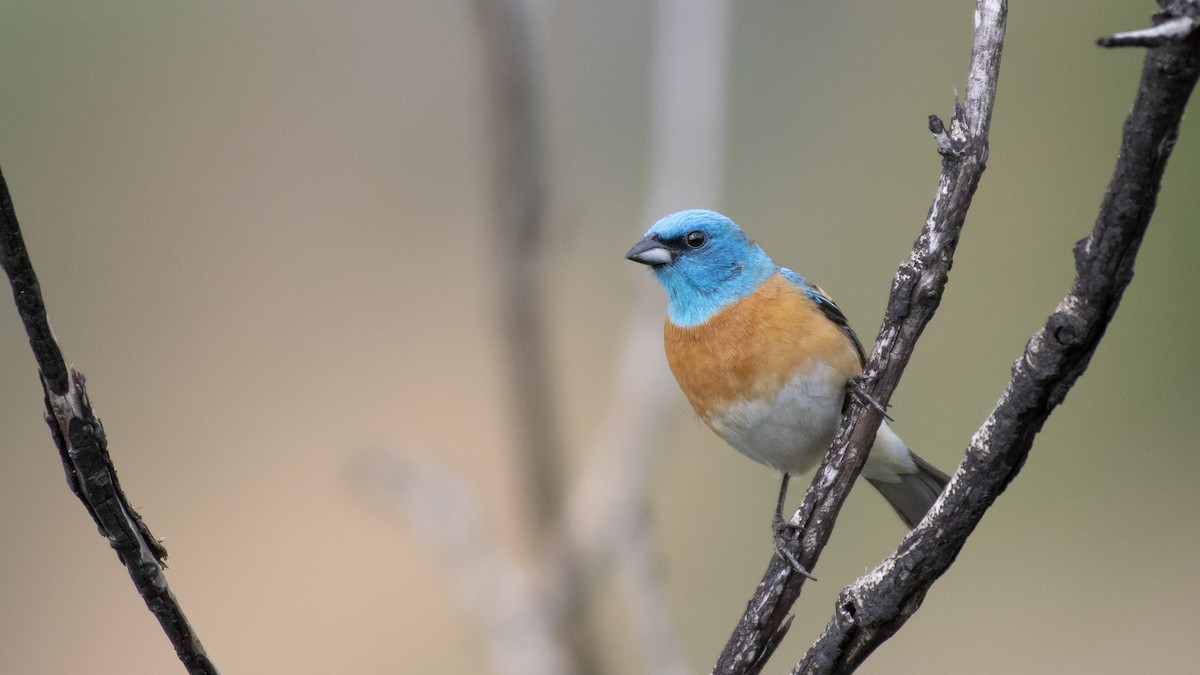 Lazuli Bunting - ML166383121