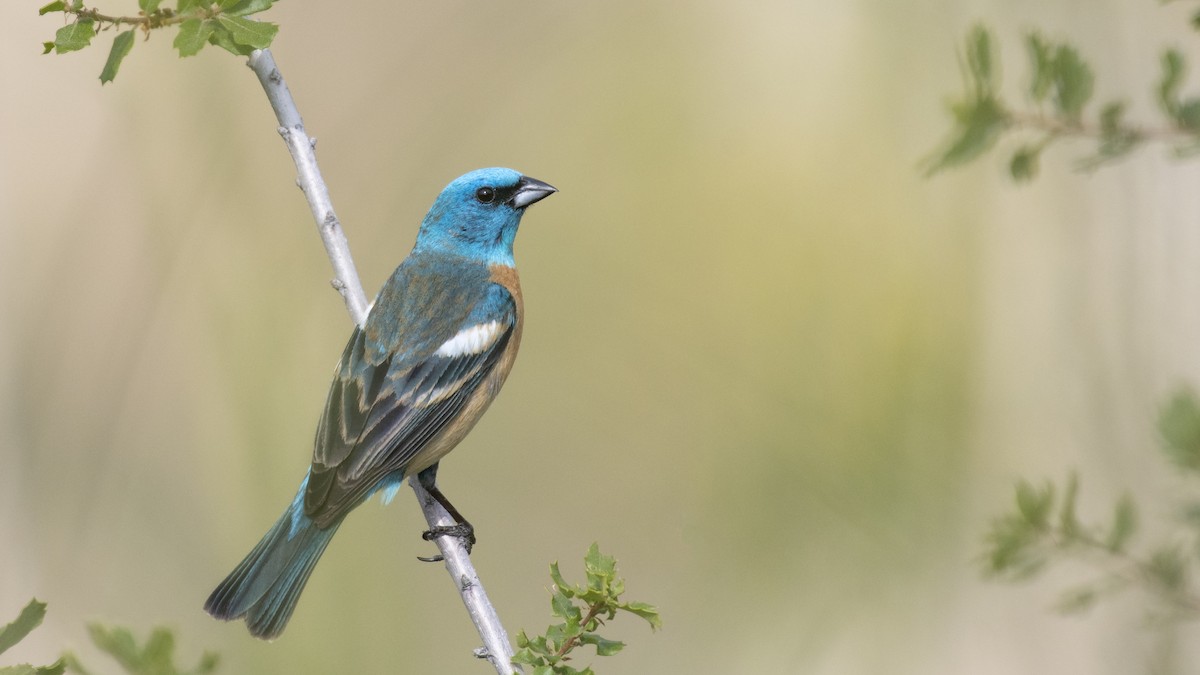 Lazuli Bunting - ML166383141