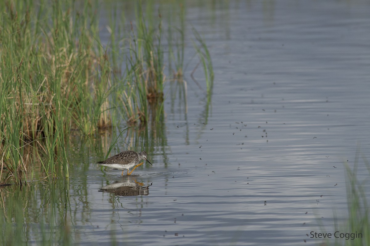 Lesser Yellowlegs - Steve Coggin