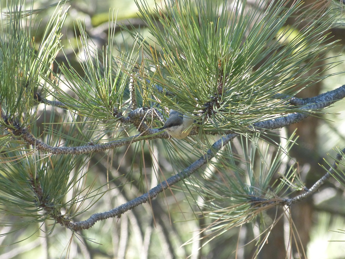 Pygmy Nuthatch - ML166383661