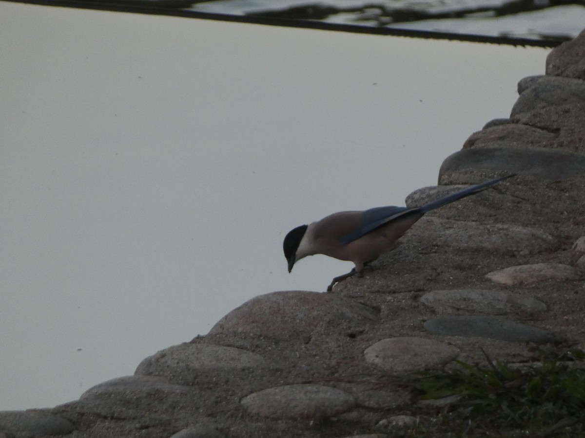 Iberian Magpie - ML166384451