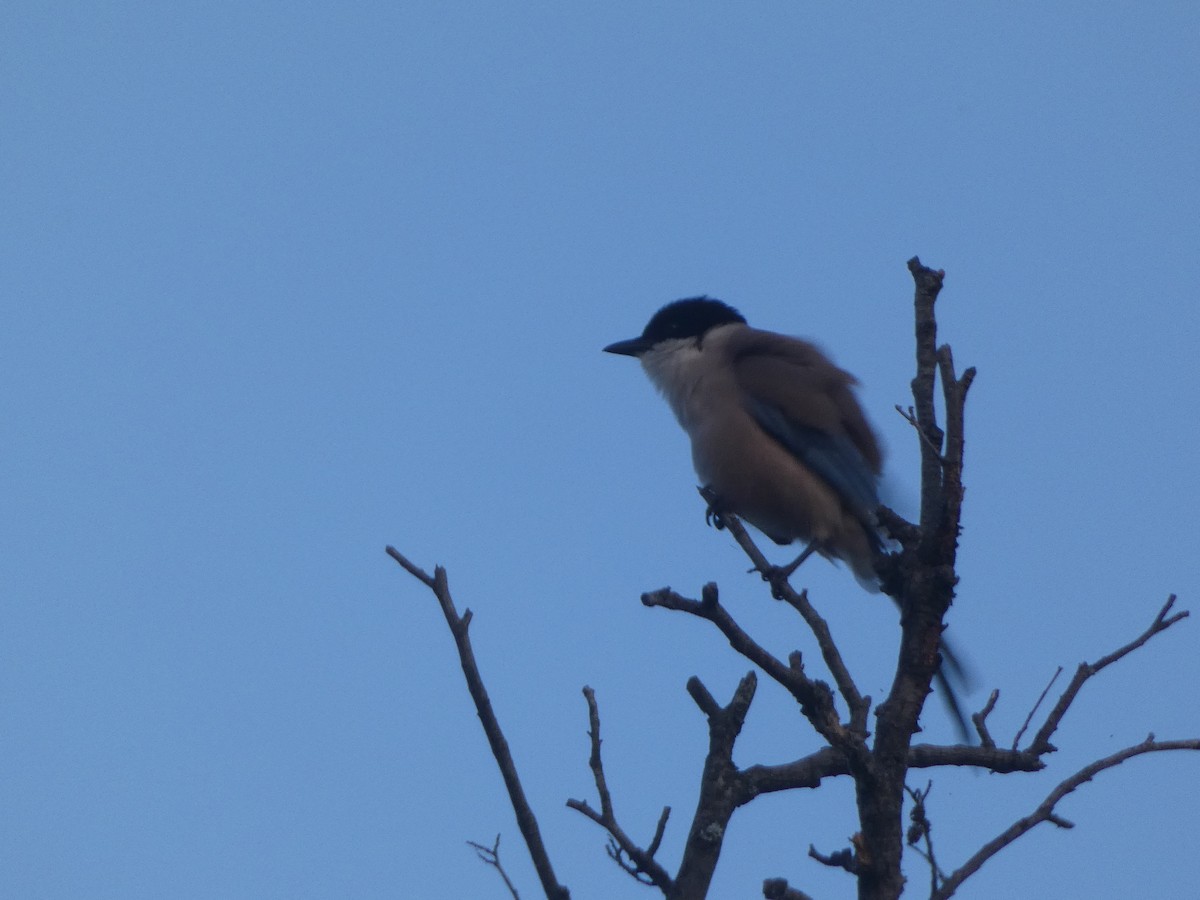 Iberian Magpie - ML166384511