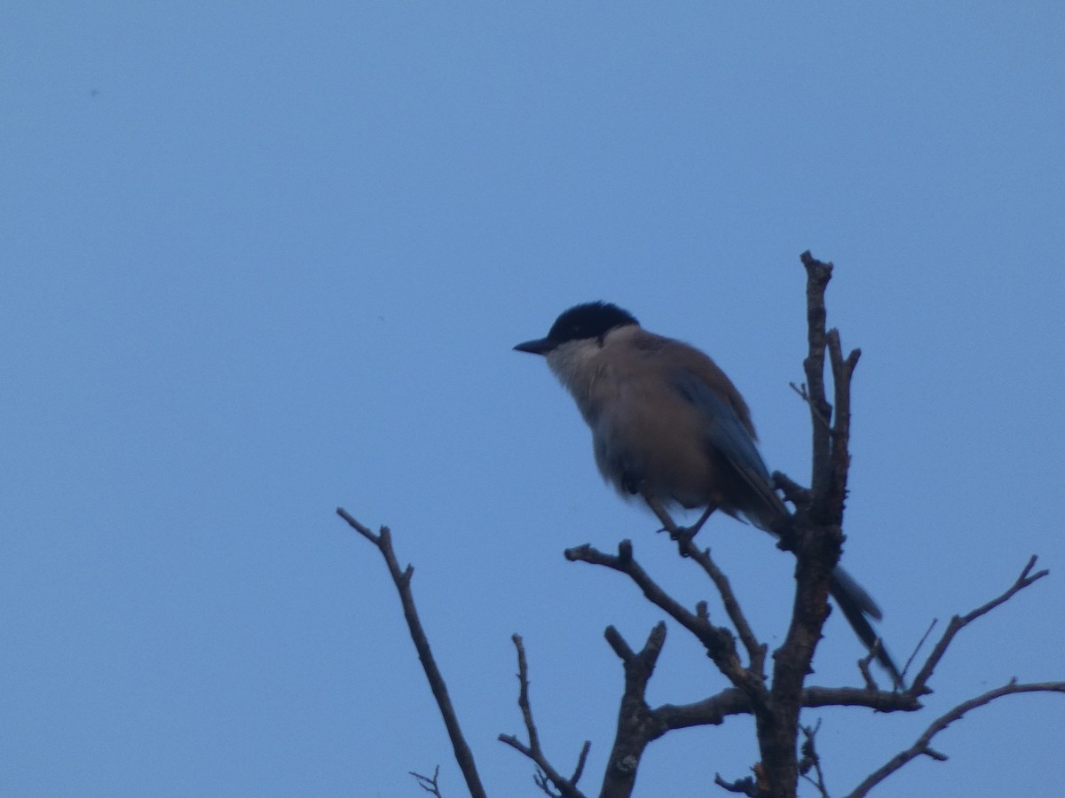 Iberian Magpie - ML166384571