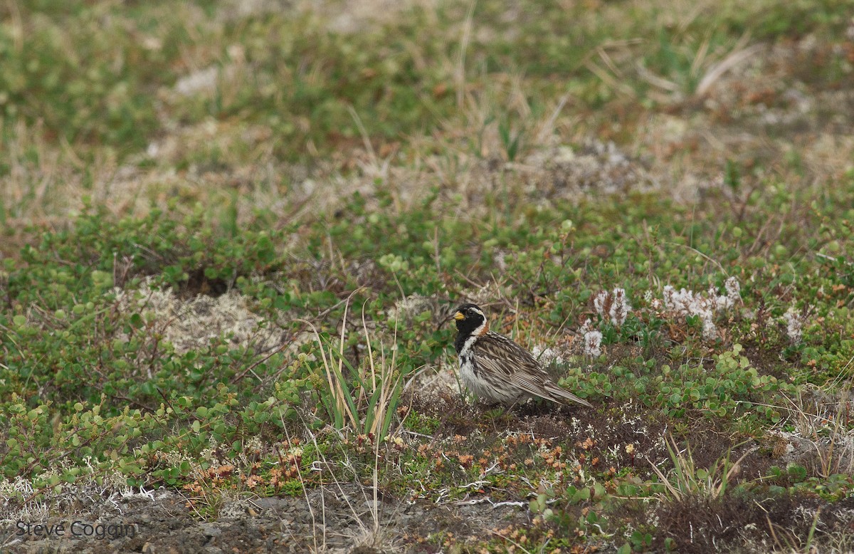 Lapland Longspur - ML166384711