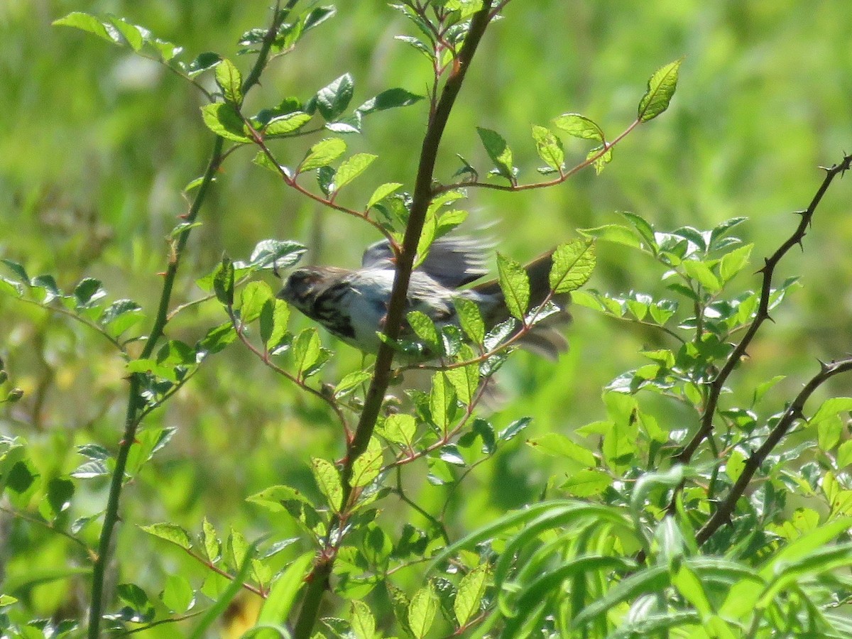 Song Sparrow - ML166384841