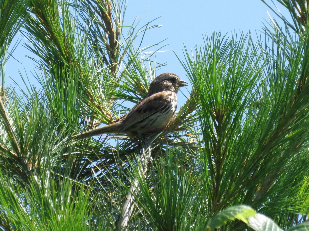 Song Sparrow - ML166384861