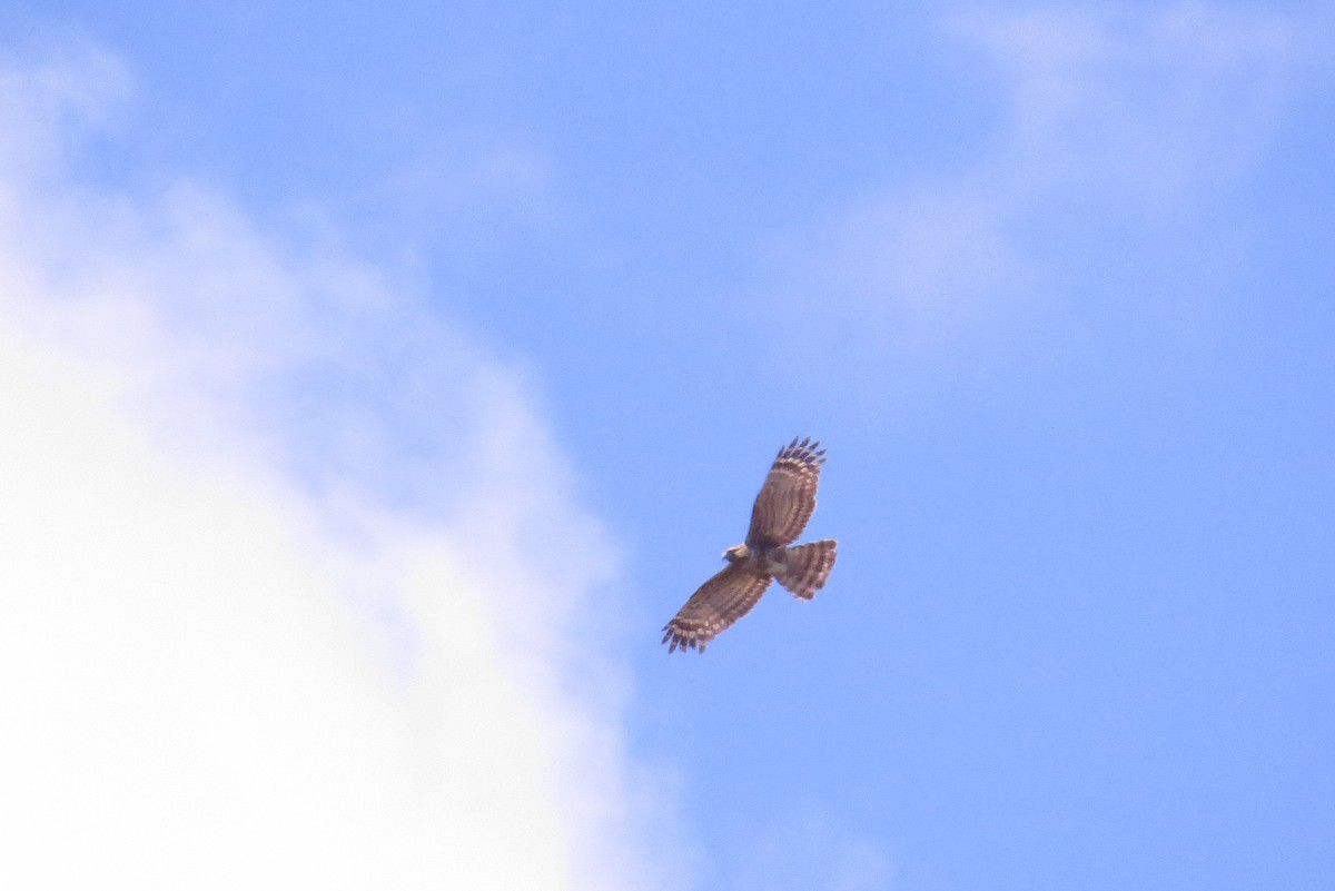 Madagascar Cuckoo-Hawk - ML166385871