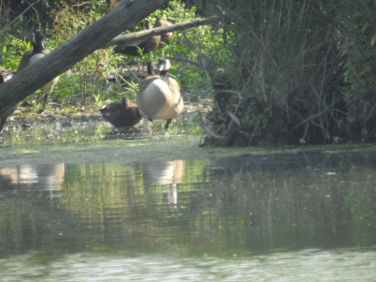 Black-bellied Whistling-Duck - ML166386191