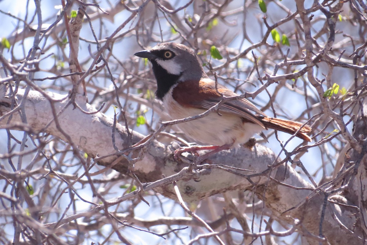 Red-shouldered Vanga - ML166386571