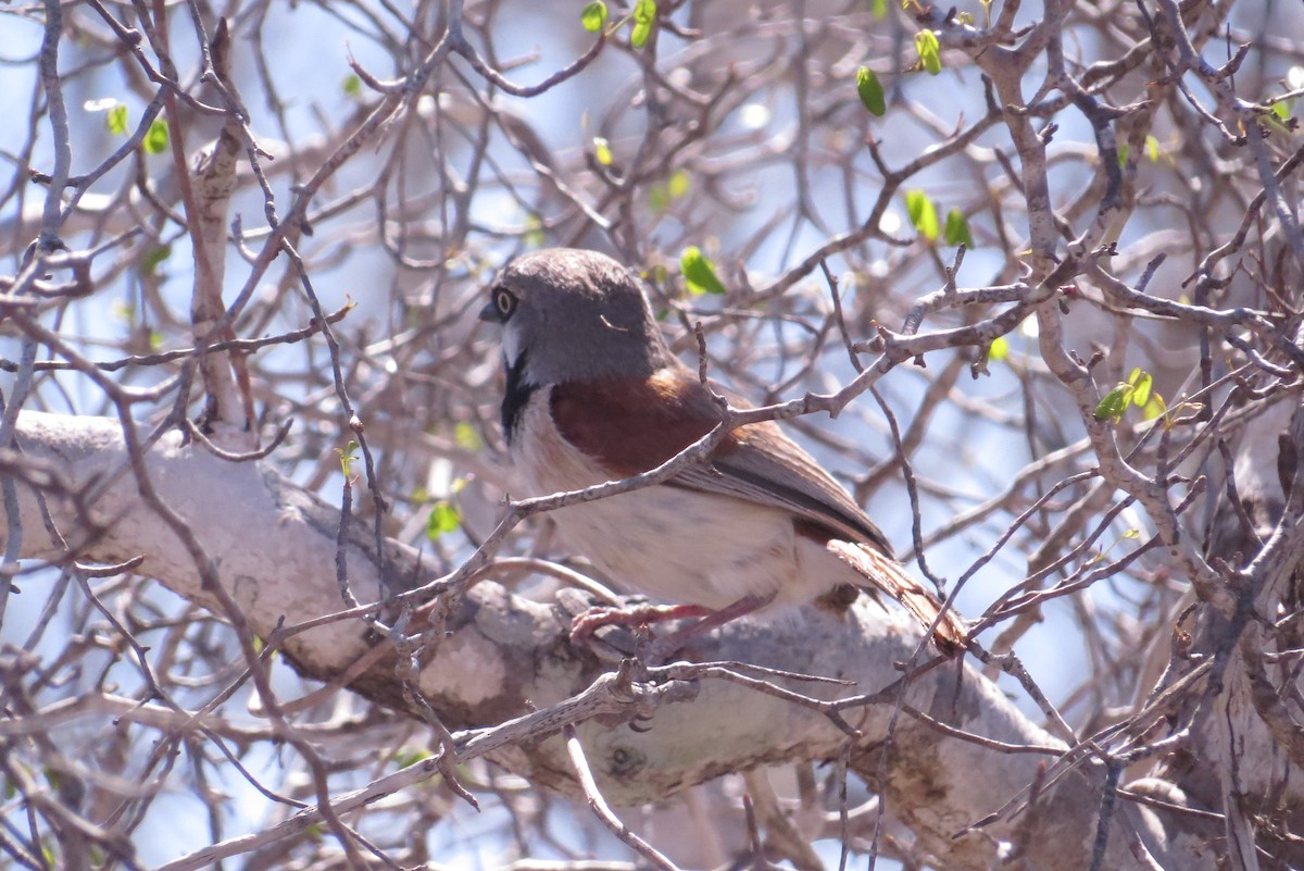 Red-shouldered Vanga - ML166386641