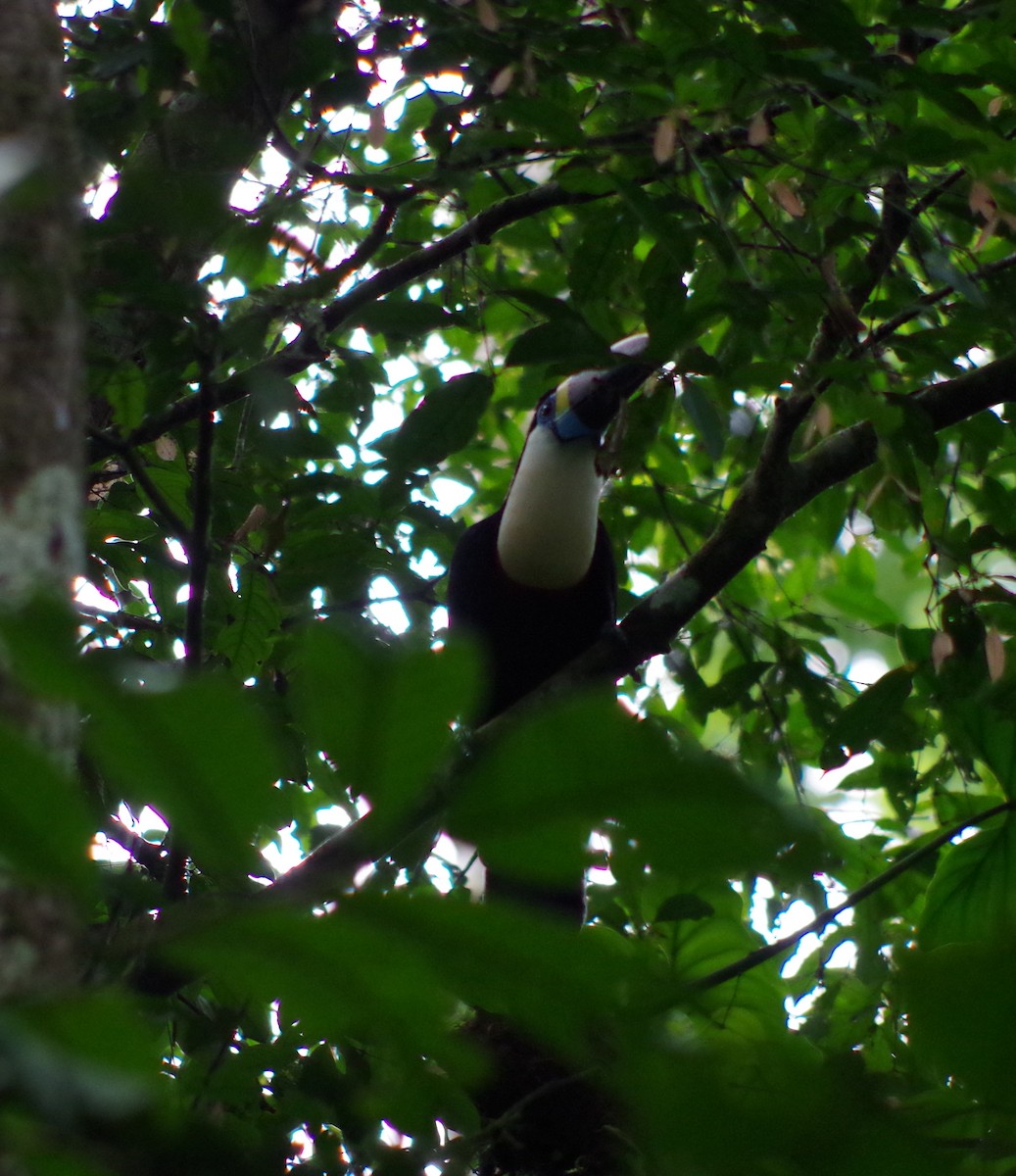 White-throated Toucan - ML166386661