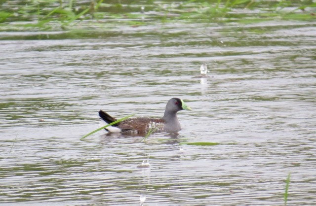 Spot-flanked Gallinule - ML166386701