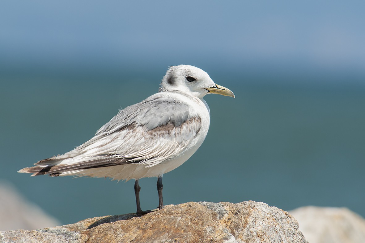 Mouette tridactyle - ML166387511