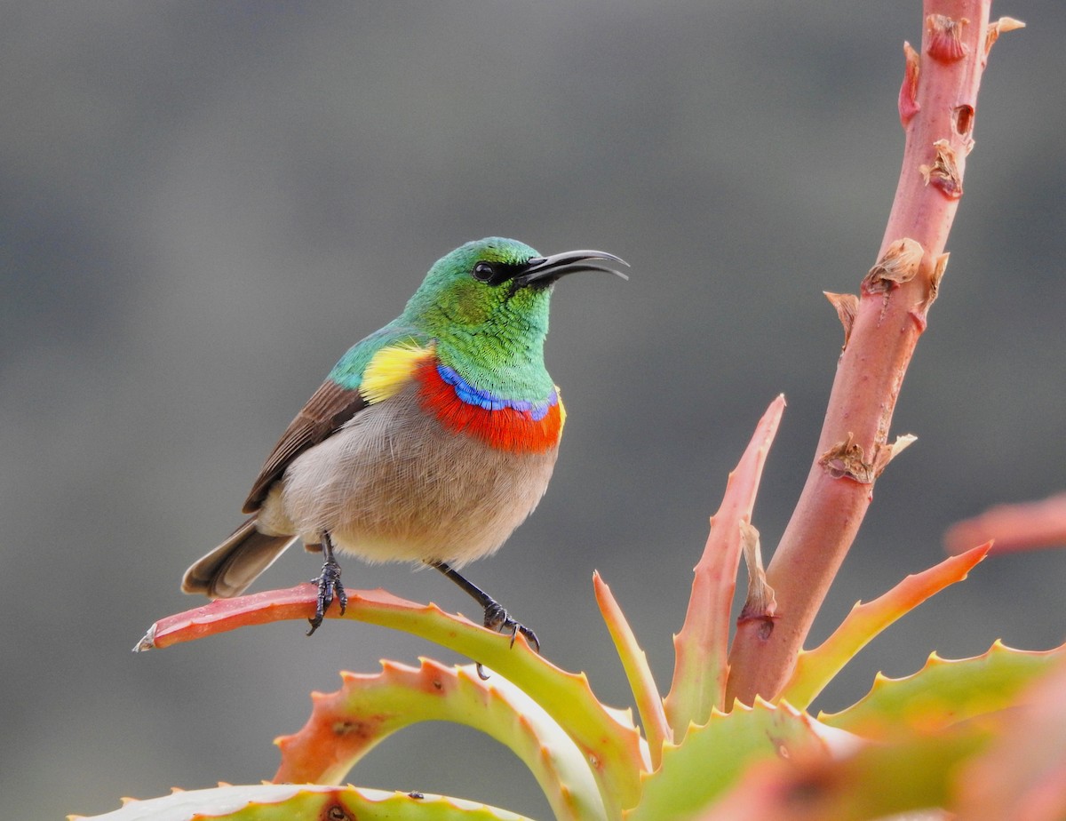 Southern Double-collared Sunbird - ML166389391