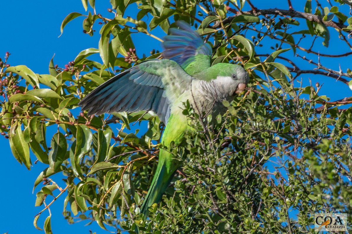 Monk Parakeet - Amed Hernández