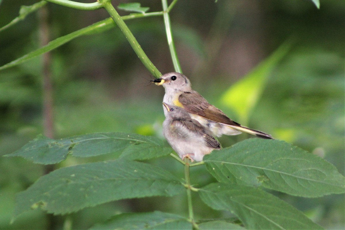 American Redstart - Joanne Panek