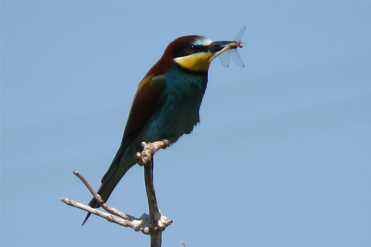 European Bee-eater - Elena Cuxart Soriano