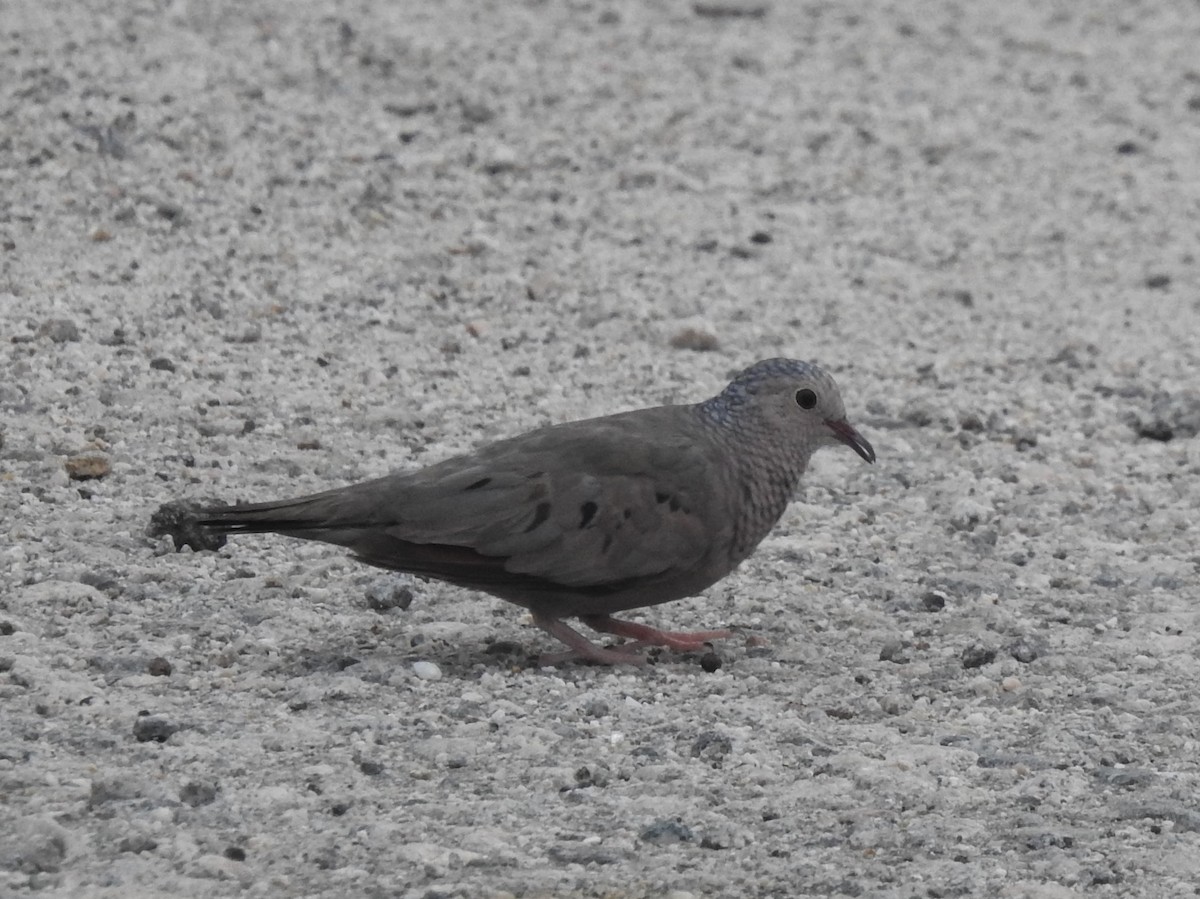 Common Ground Dove - ML166391201