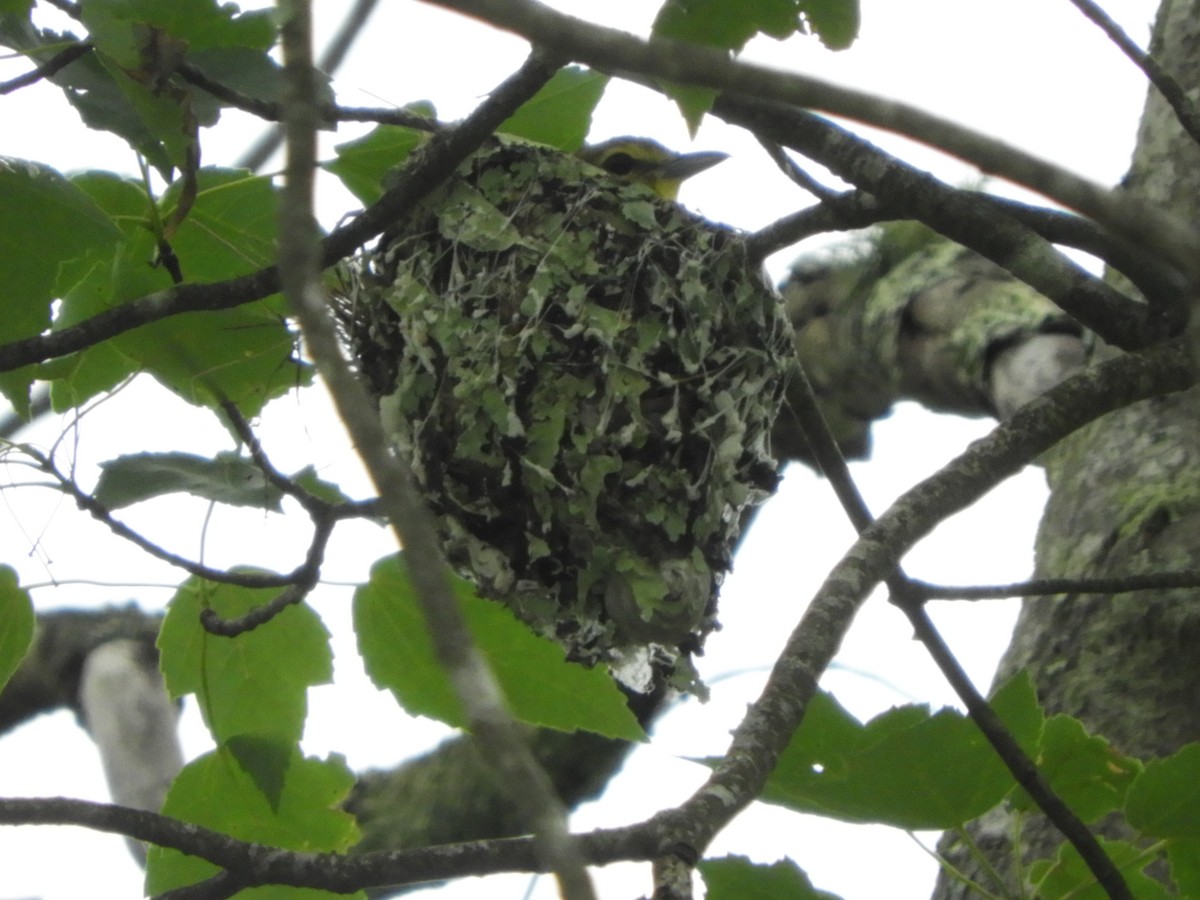 Yellow-throated Vireo - ML166391391