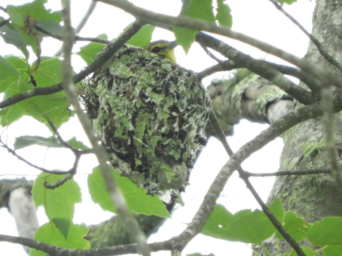 Vireo Gorjiamarillo - ML166391401