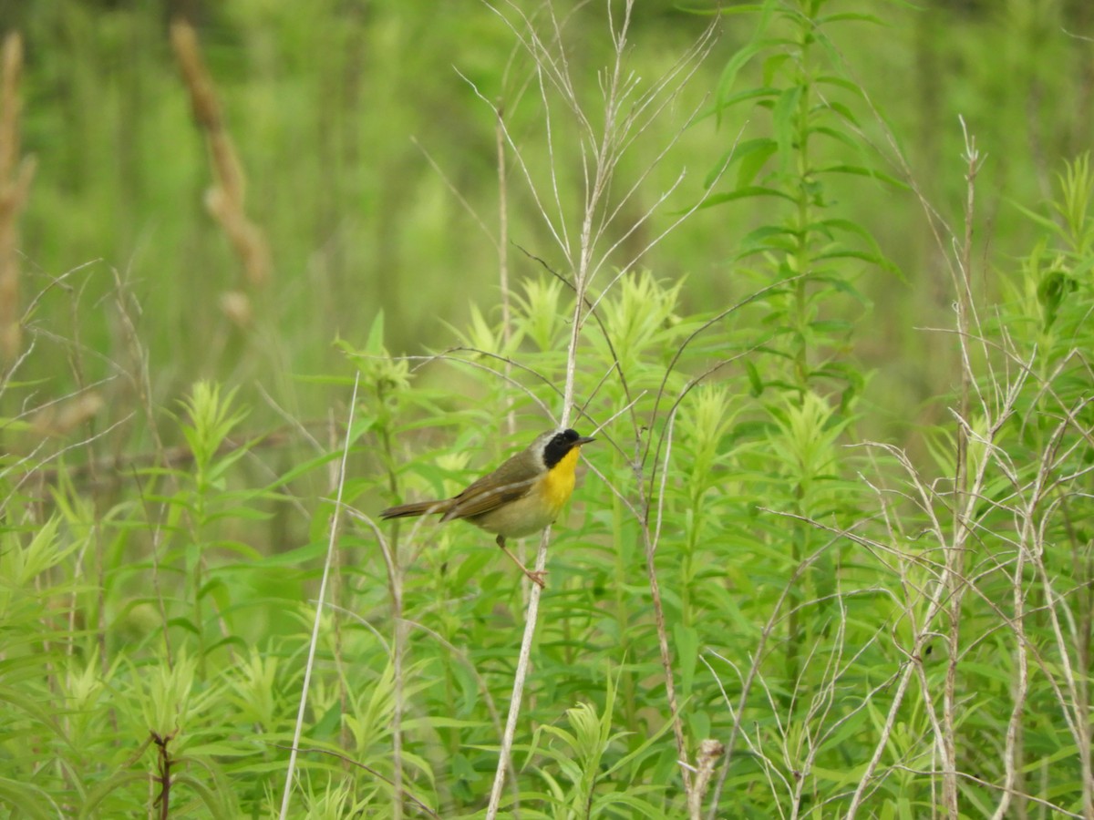 Common Yellowthroat - Brian Vigorito