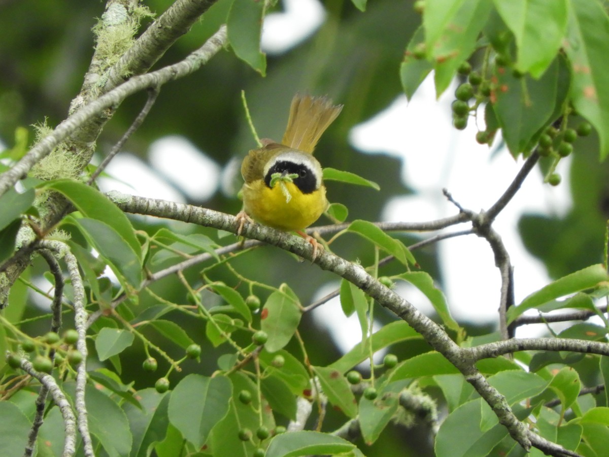 Common Yellowthroat - ML166391531