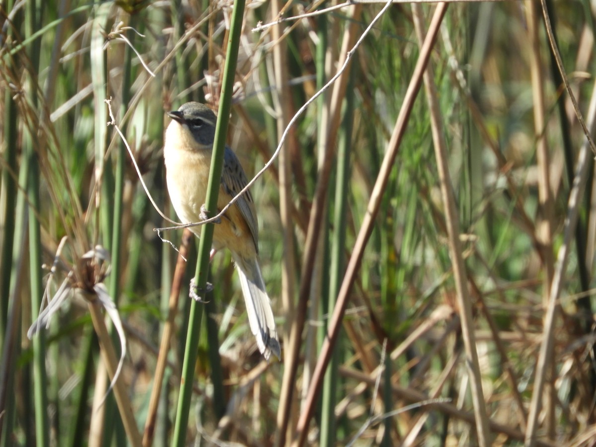 Long-tailed Reed Finch - ML166392431