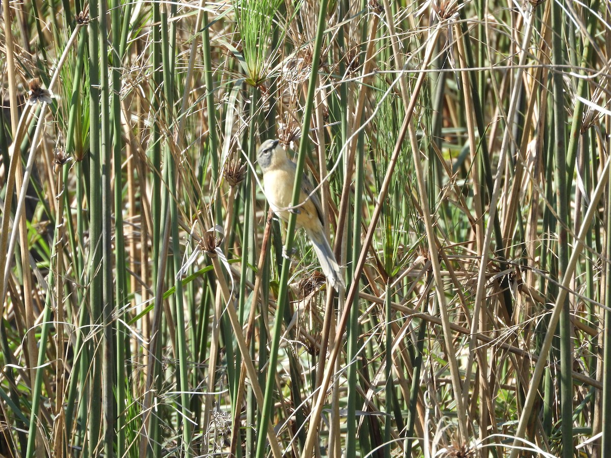 Long-tailed Reed Finch - ML166392521