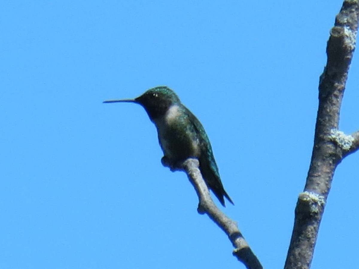 Ruby-throated Hummingbird - Cedric Wright