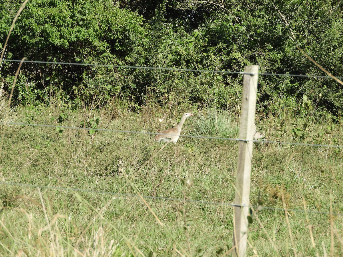 Red-legged Seriema - ML166393401