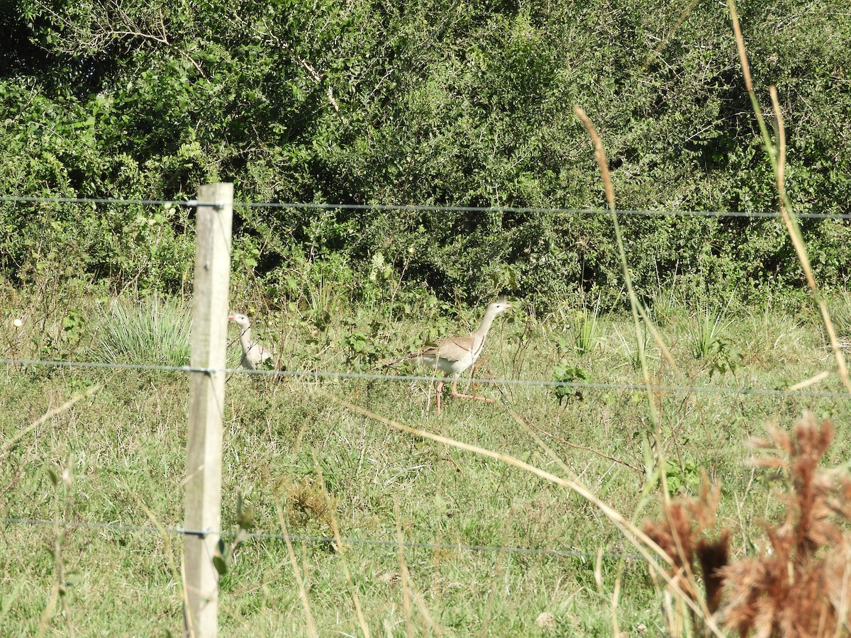 Red-legged Seriema - Silvia Enggist