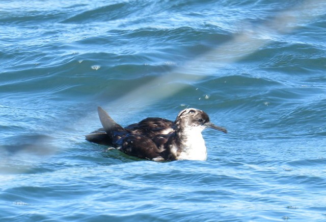 Manx Shearwater - ML166393691