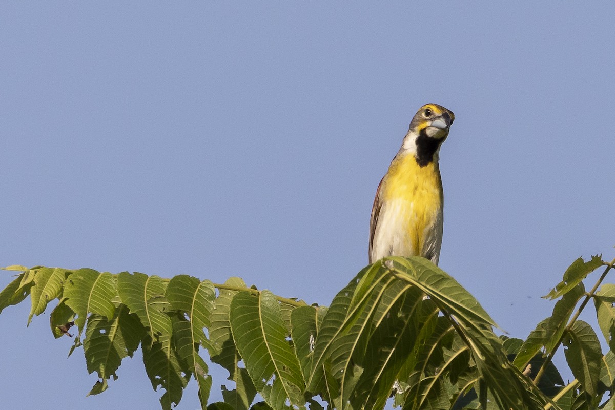 Dickcissel - ML166393911
