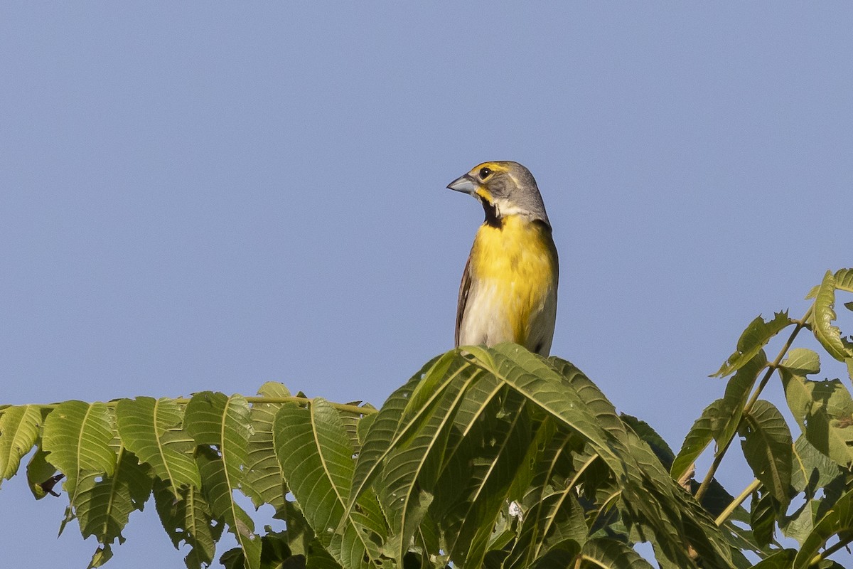 Dickcissel - ML166393941