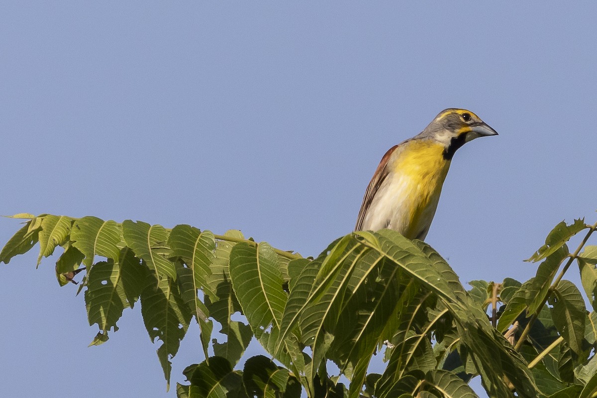 Dickcissel - ML166394001
