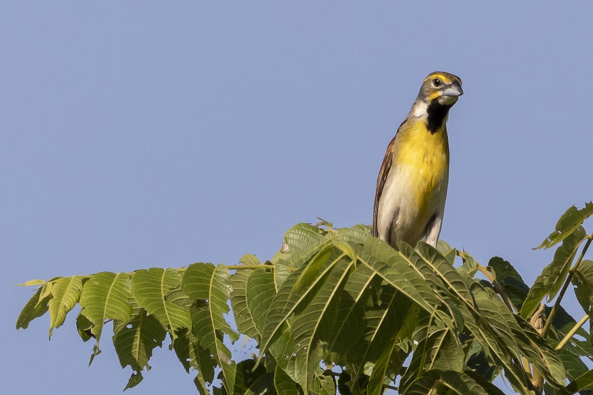 Dickcissel - ML166394161
