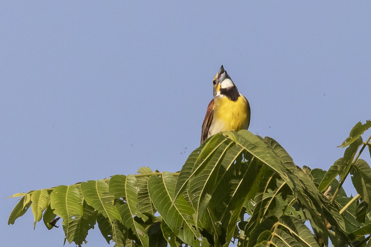 Dickcissel - ML166394191