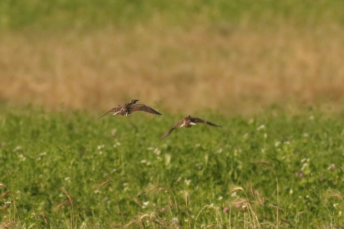 Western Meadowlark - ML166396521