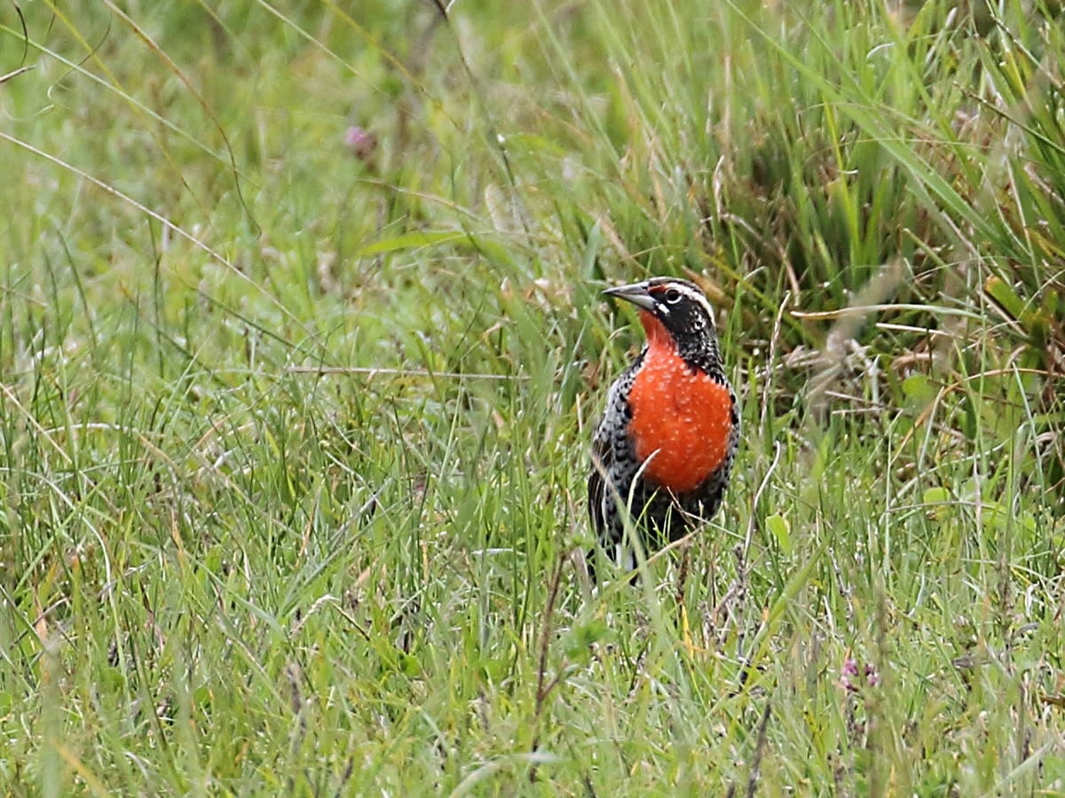 Peruvian Meadowlark - ML166396761