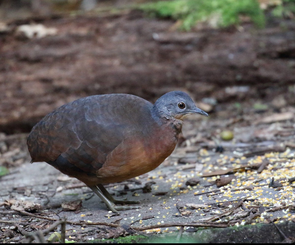 Little Tinamou - Myles McNally