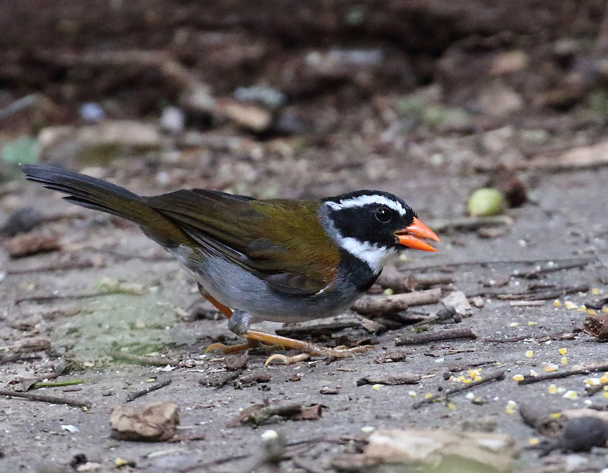 Orange-billed Sparrow - Myles McNally