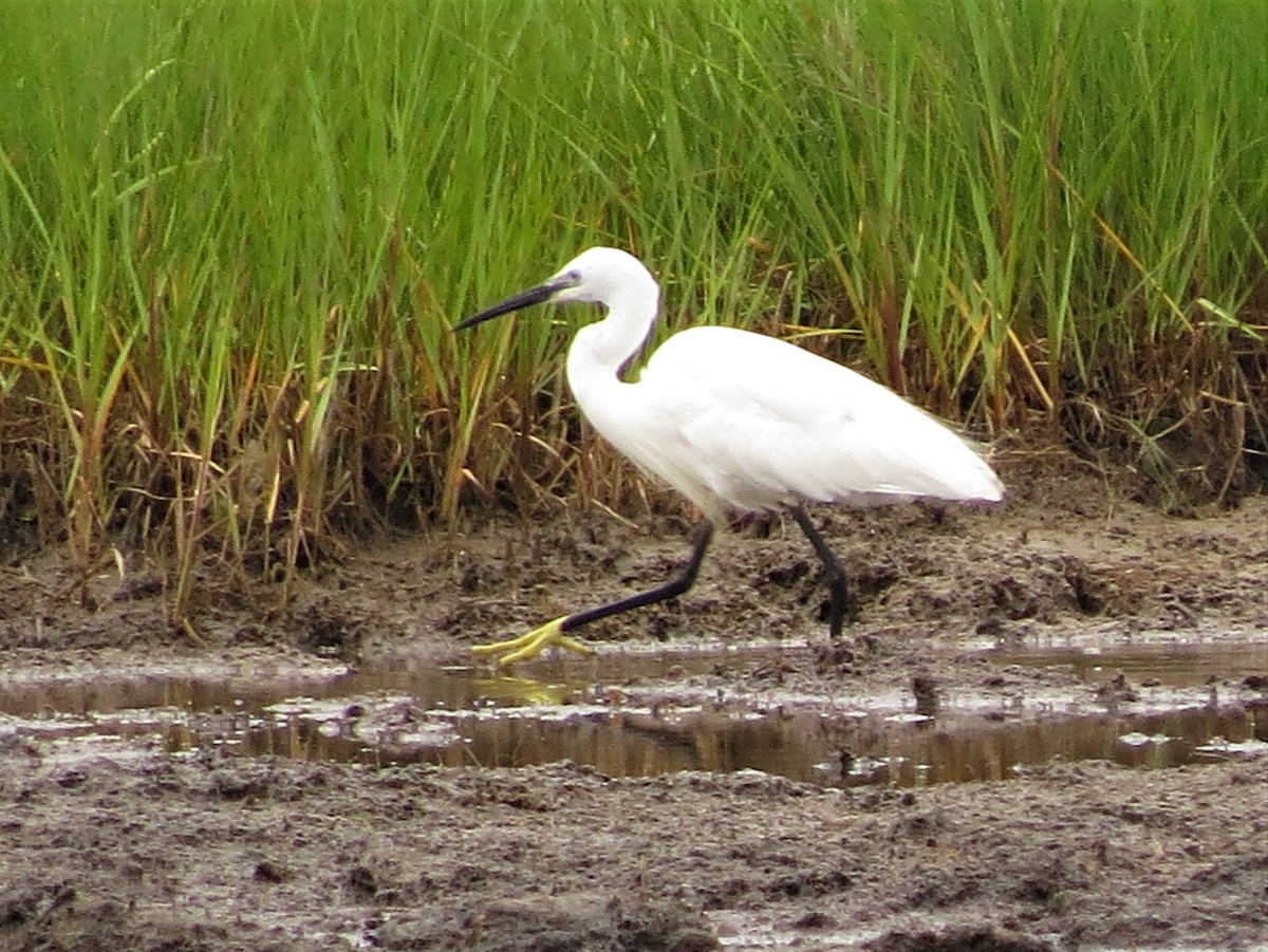 Little Egret - Timothy Fennell
