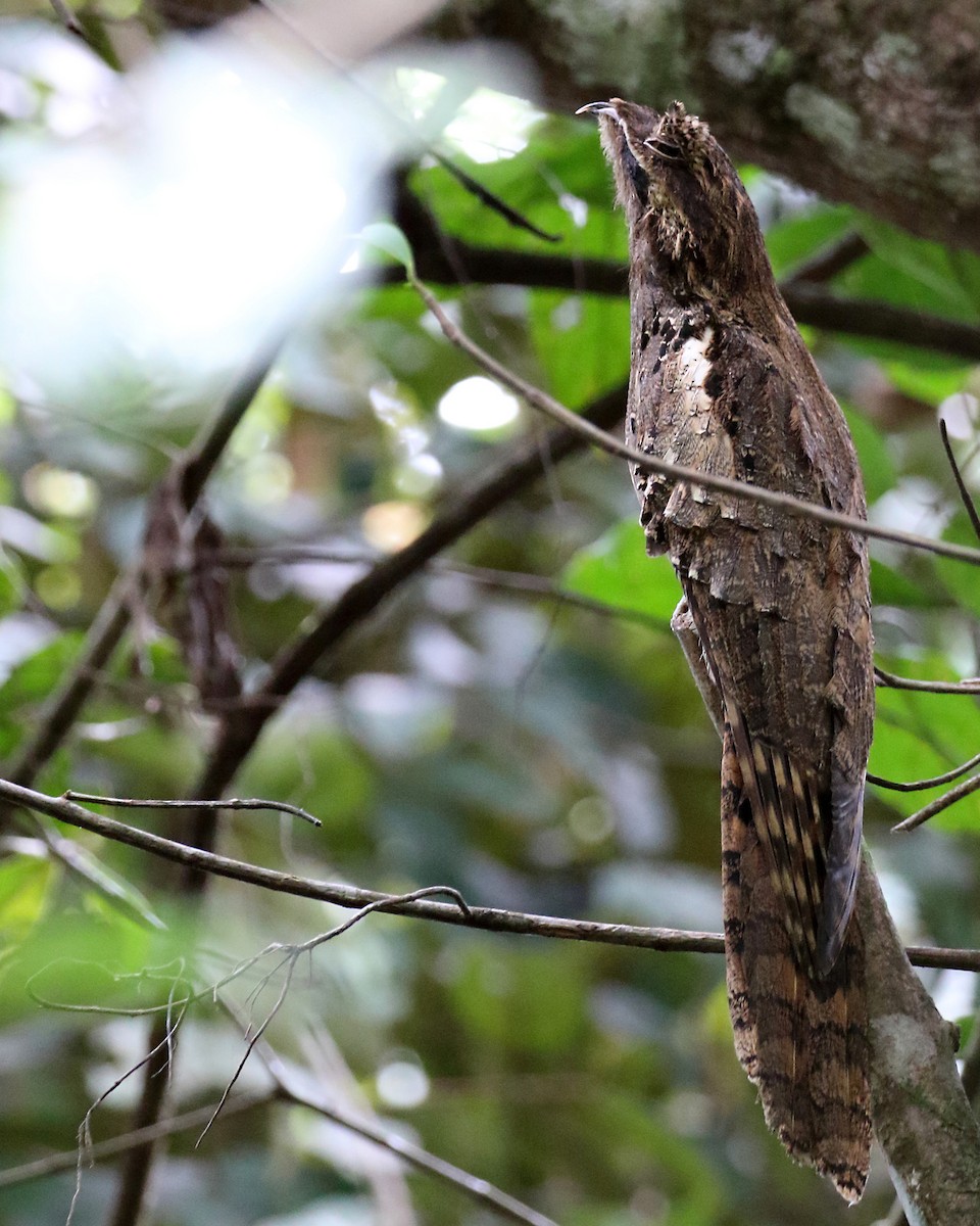 Long-tailed Potoo - Myles McNally