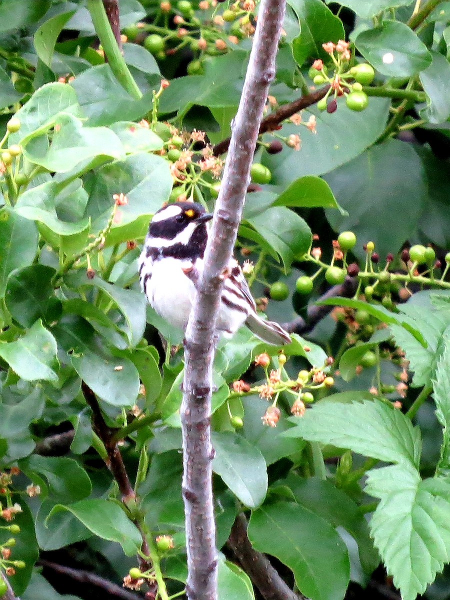 Black-throated Gray Warbler - ML166400991