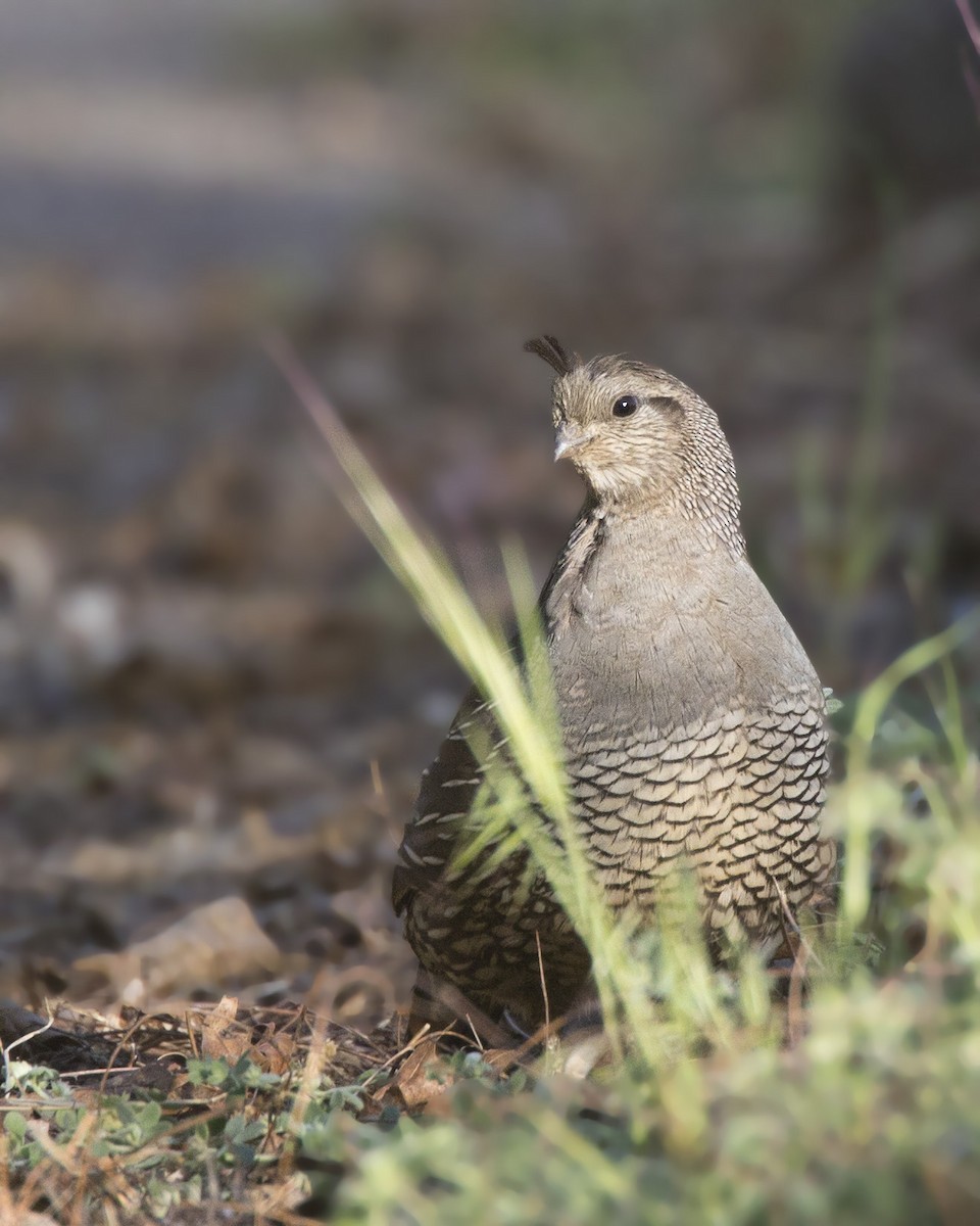 California Quail - ML166403121