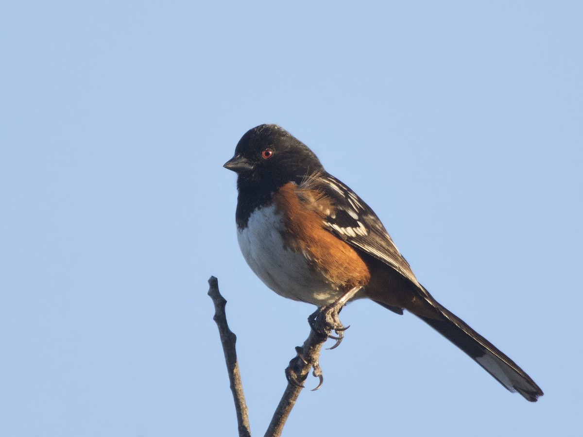 Spotted Towhee - ML166403621