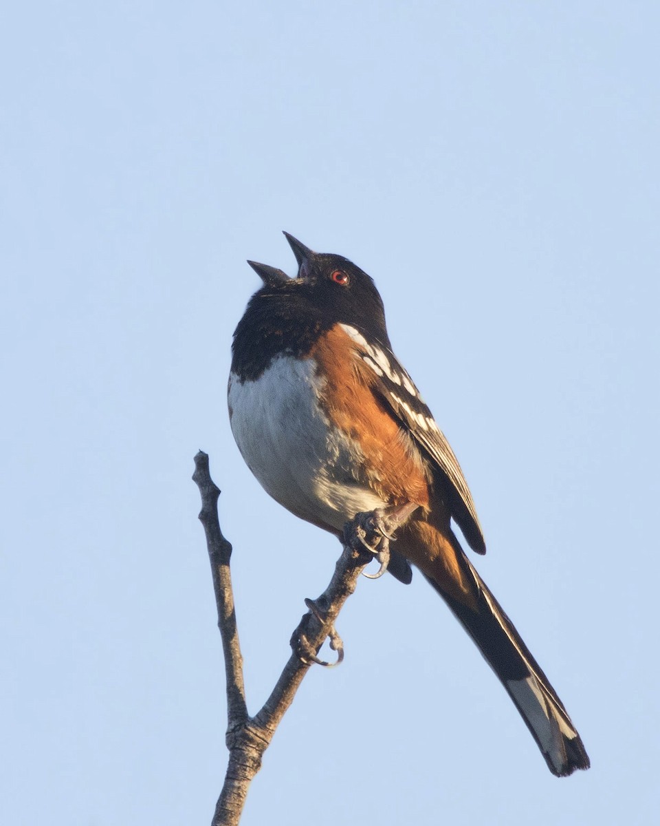 Spotted Towhee - ML166403631