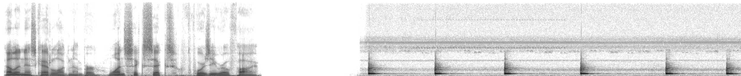 Blacksmith Tree Frog - ML166405